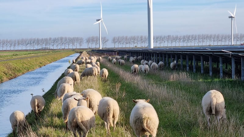 Sheep grazing at a solar farm