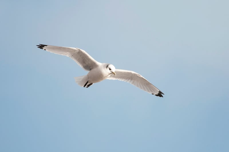 Black-legged Kittiwake seen in flight against a blue sky. 