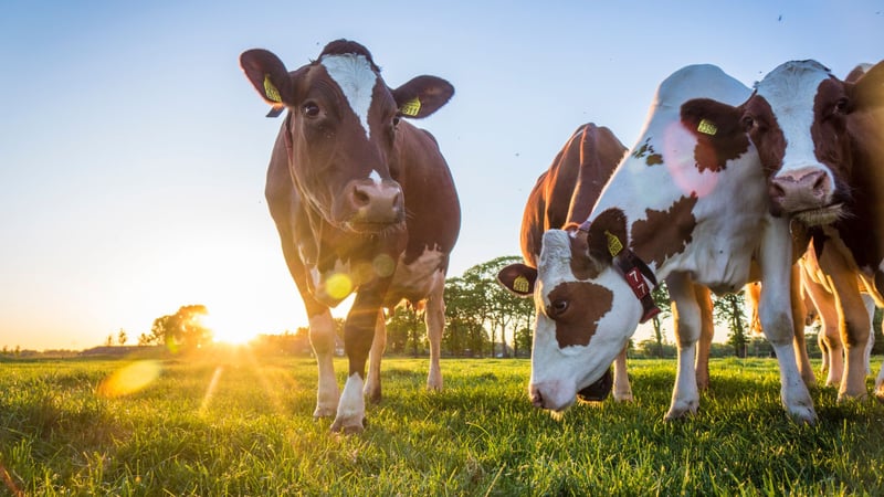 Cows Cows