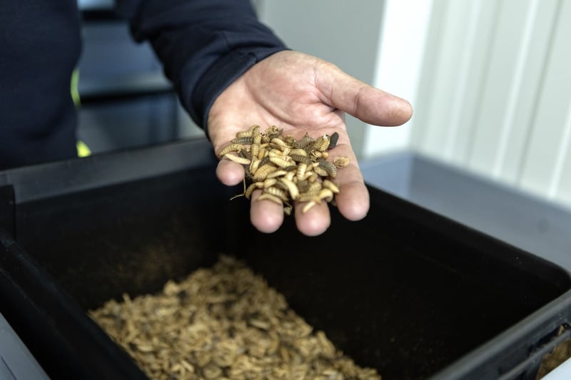 Fly larvae in a box