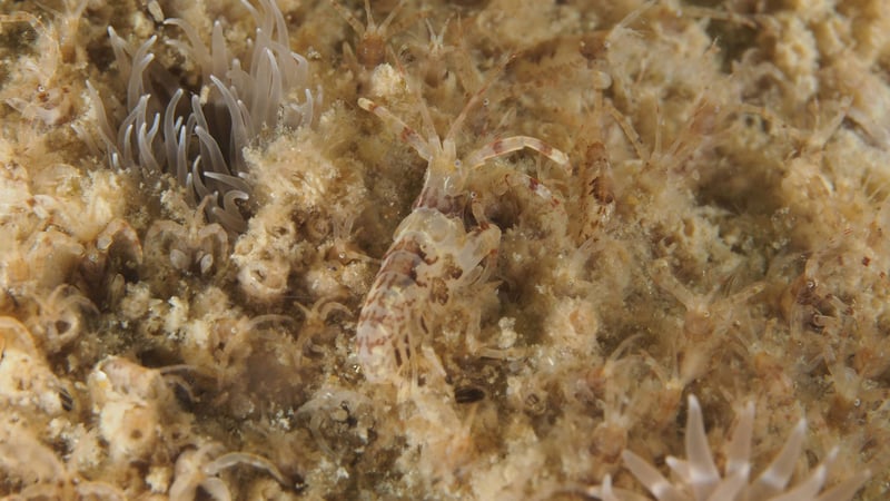 Sample containing small shrimp and anemones Sample containing small shrimp and anemones