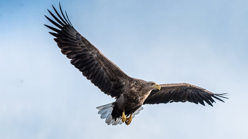 White tailed eagle in flight White tailed eagle in flight