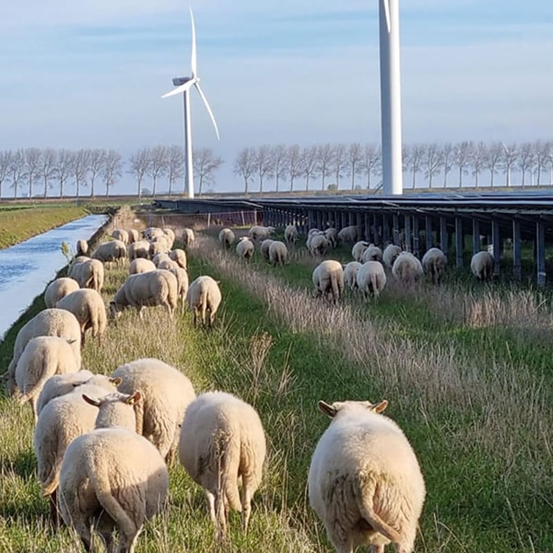 Sheeps grazing between solar panels.