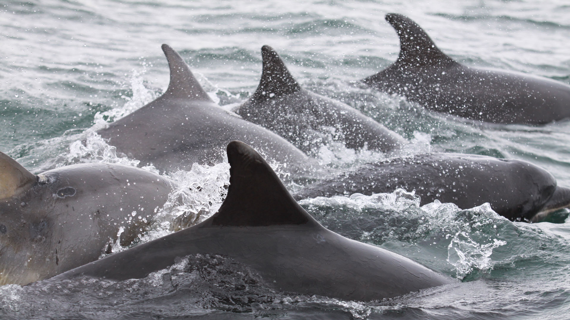 Dolphins swimming in the ocean