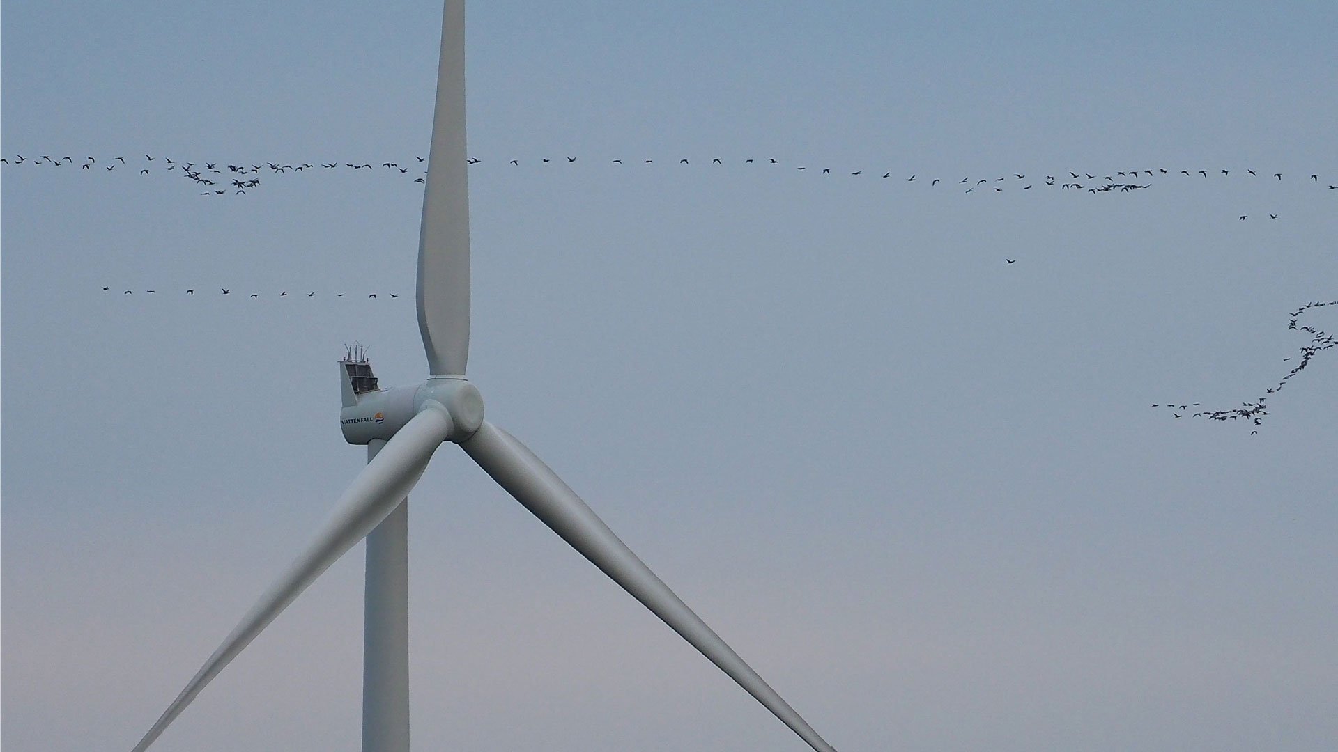 Flockar med spetsbergsgäss nära Klim-vindkraftparken.