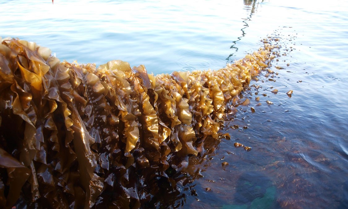 First seaweed from wind farm Kriegers Flak harvested this spring