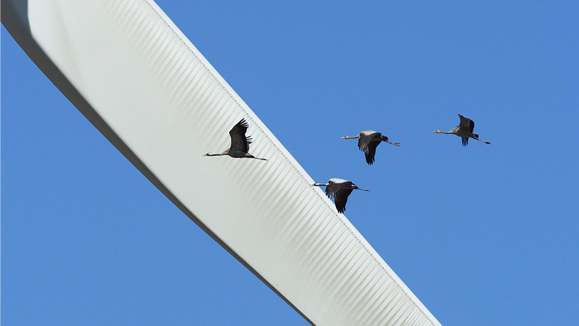 Family of cranes flies through Klim Wind Farm. Photo: Henrik Haaning Nielsen