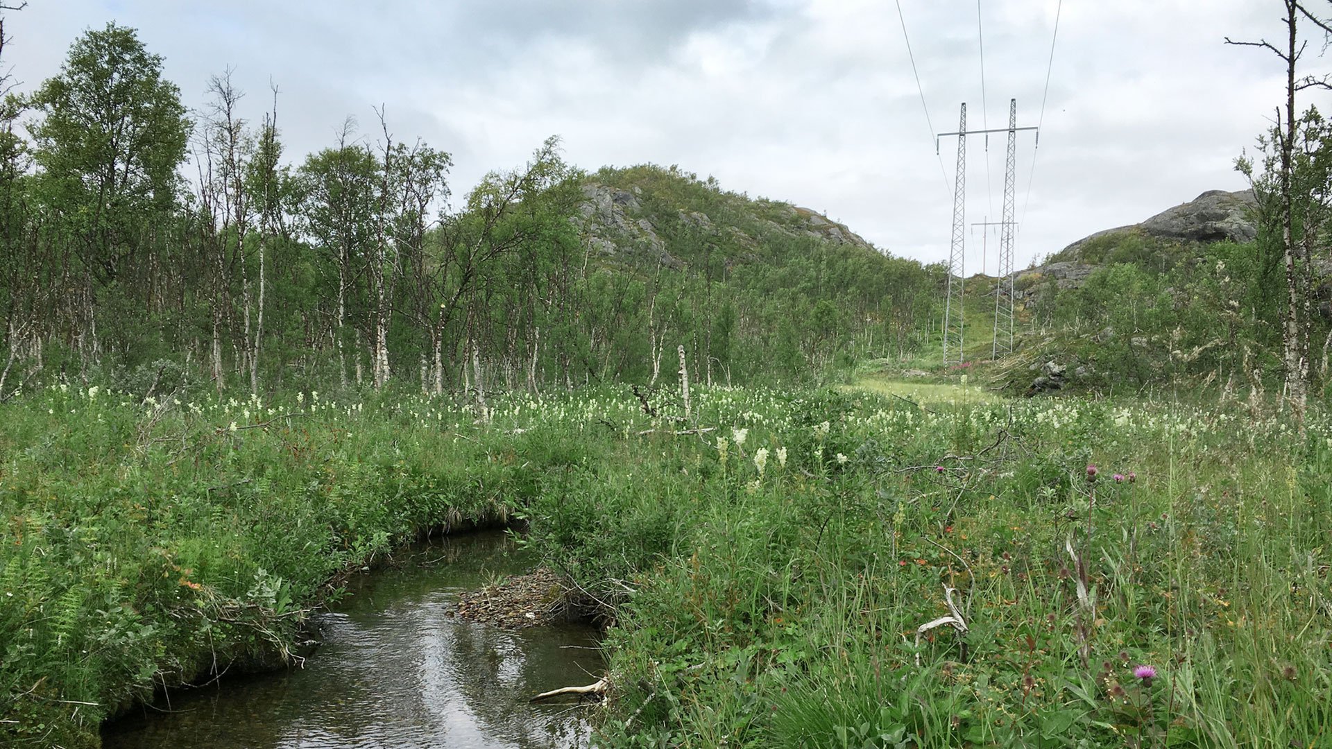 Large-Screen-72-DPI-Vattenfall_Distribution_Biodiversity_6487-1920.jpg