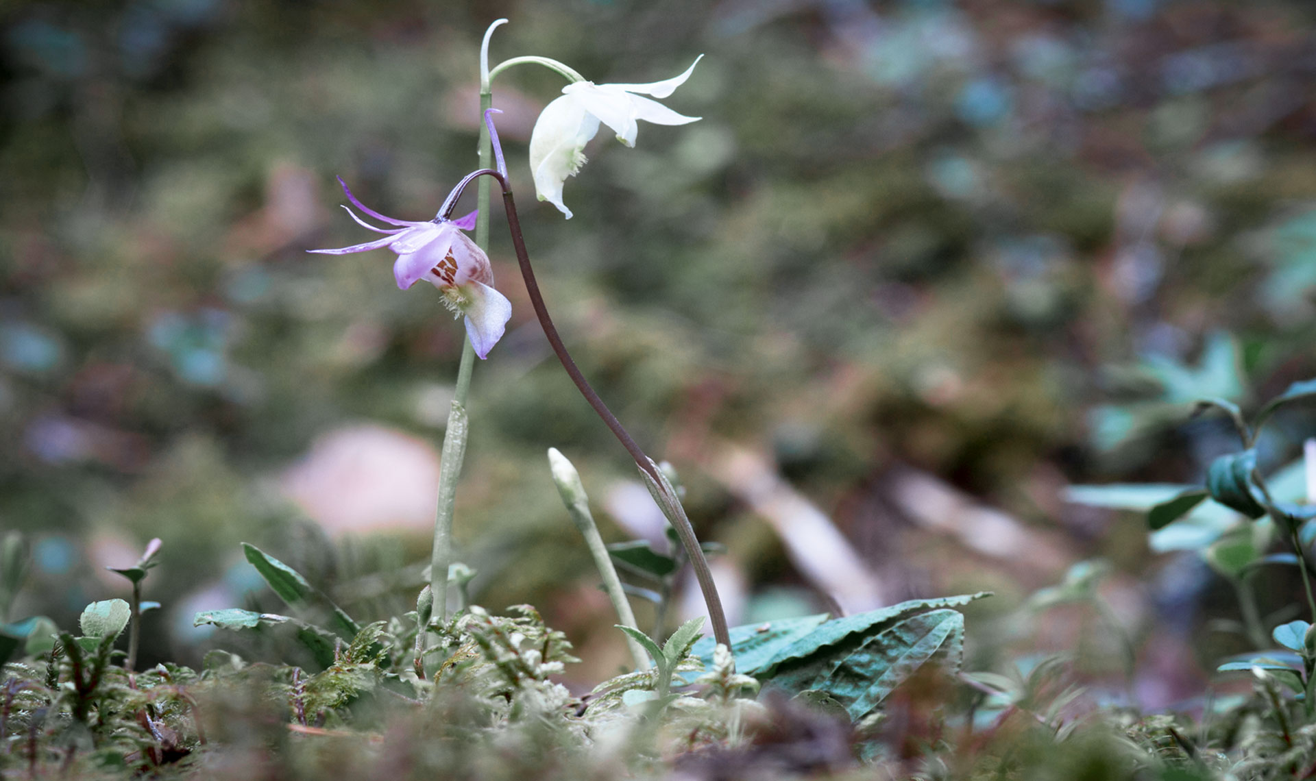 Large-Screen-72-DPI-Vattenfall_biodiversity_calypso_bulbosa-1920.jpg