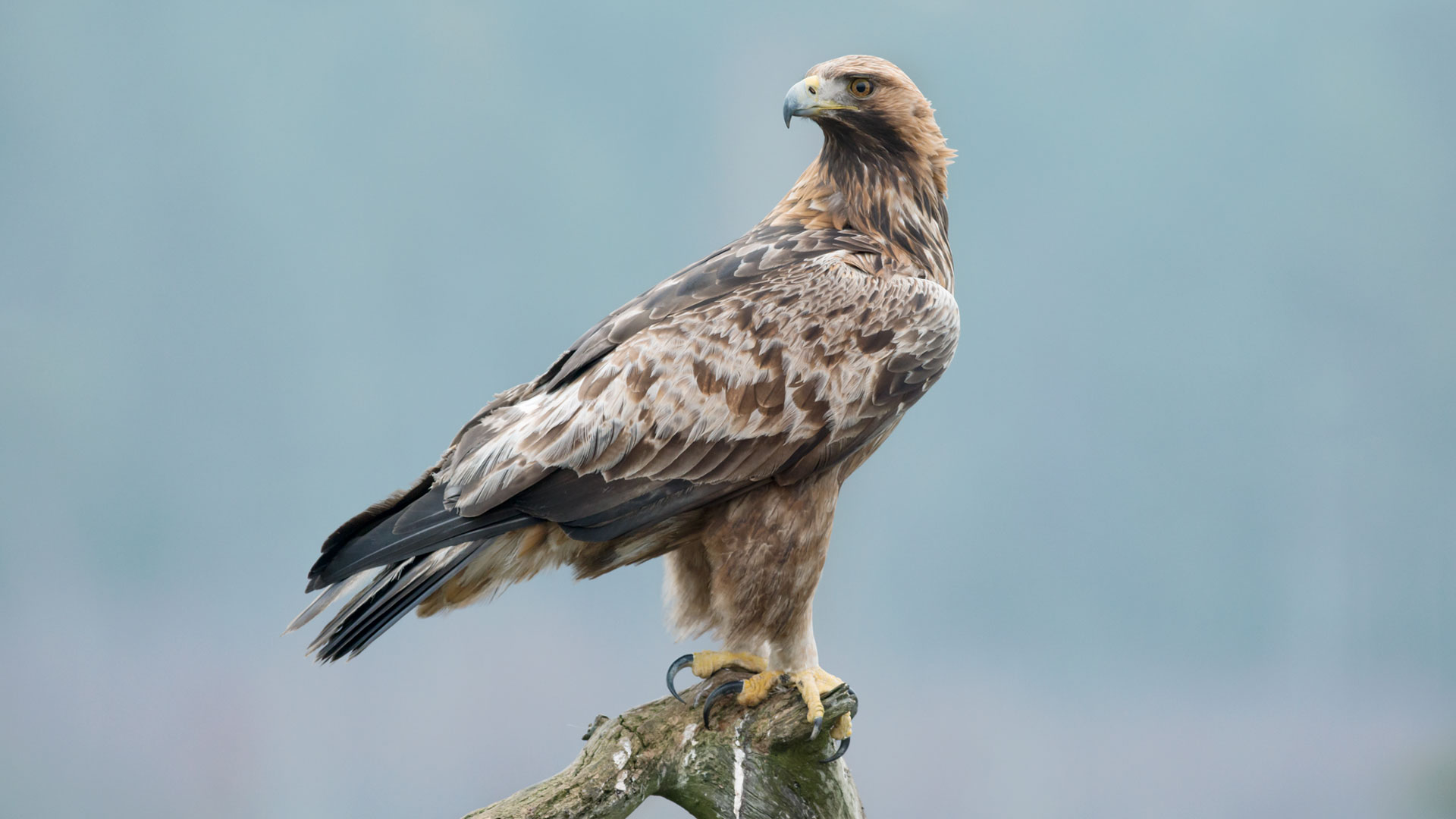 Large-Screen-72-DPI-Vattenfall_biodiversity_golden_eagle-1920.jpg