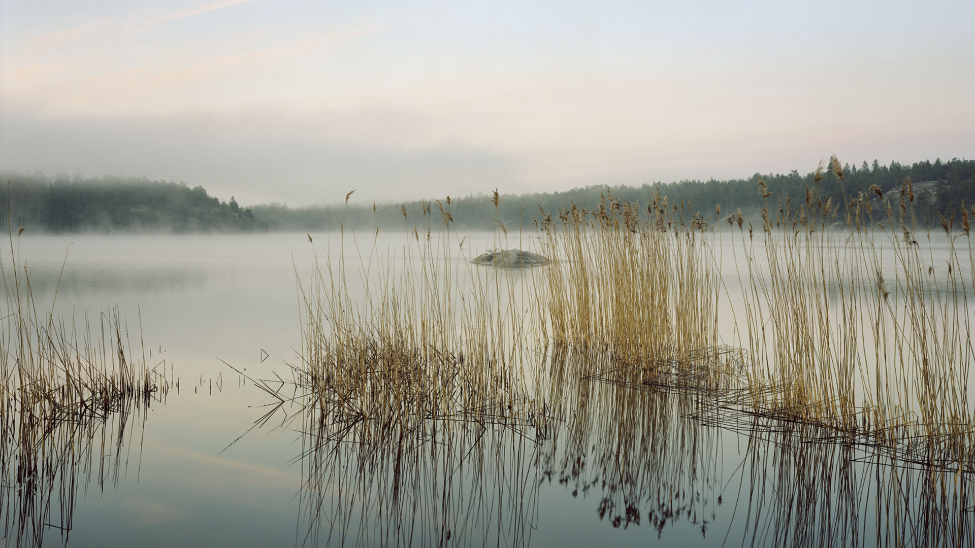 Vassruggor i dimming sjö. Foto: Felix Odell 