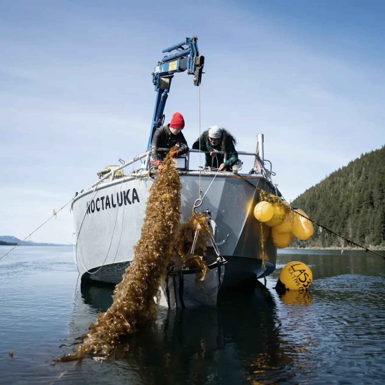 Een witte vissersboot met lijnen zeewier, twee werkende vissers en enkele gele boeien.