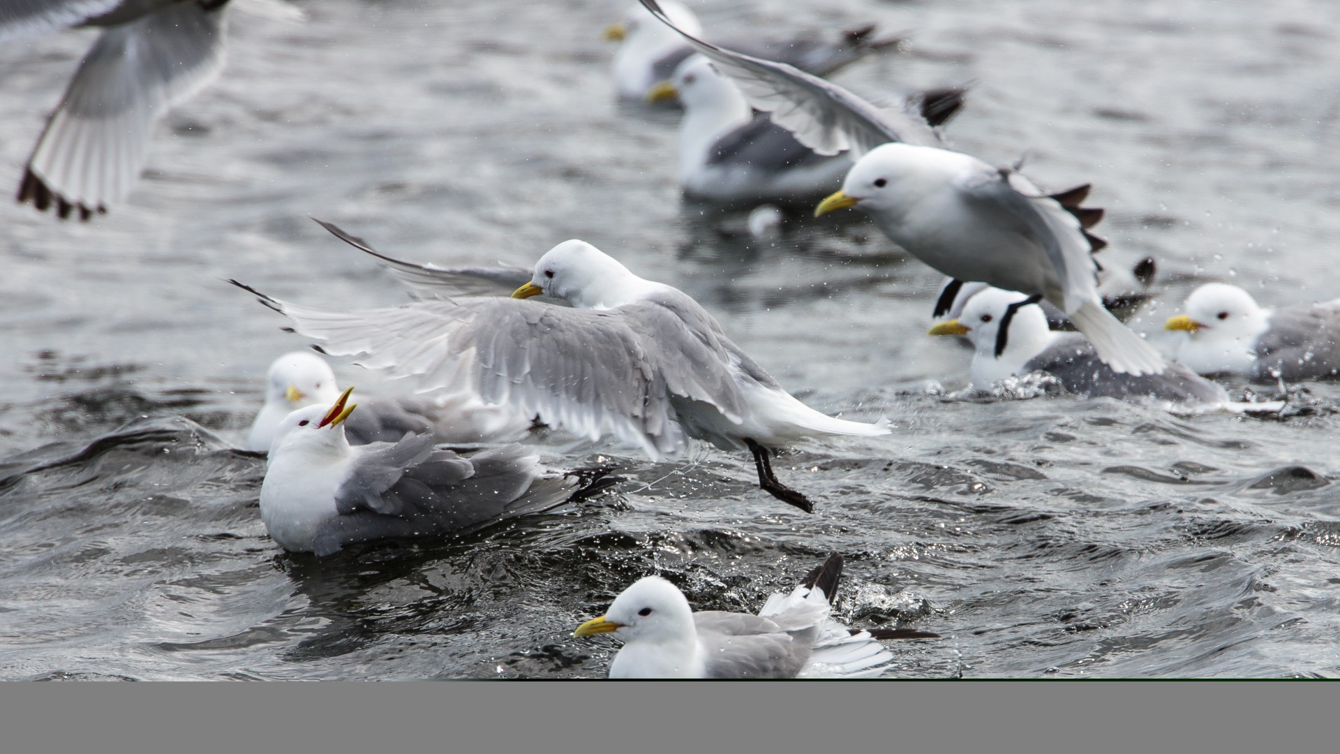 Kittiwakes at EOWDC