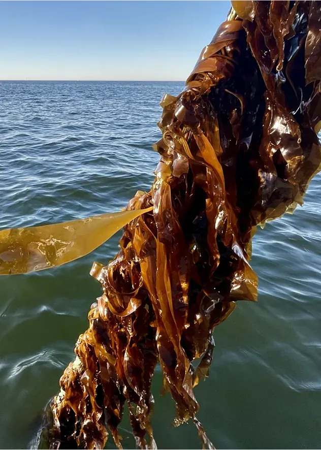 Close-up of a line with seaweed fresh from the sea.