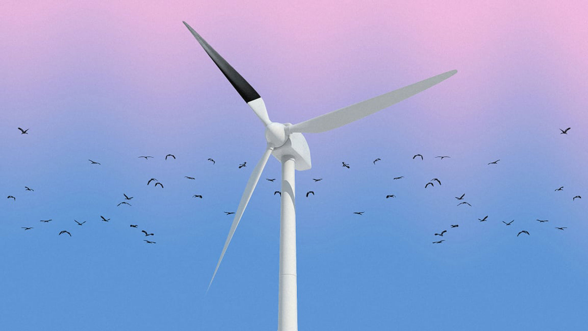 Sorte vindmøllevinger kan reducere antallet af fuglekollisioner. Foto: iStock.