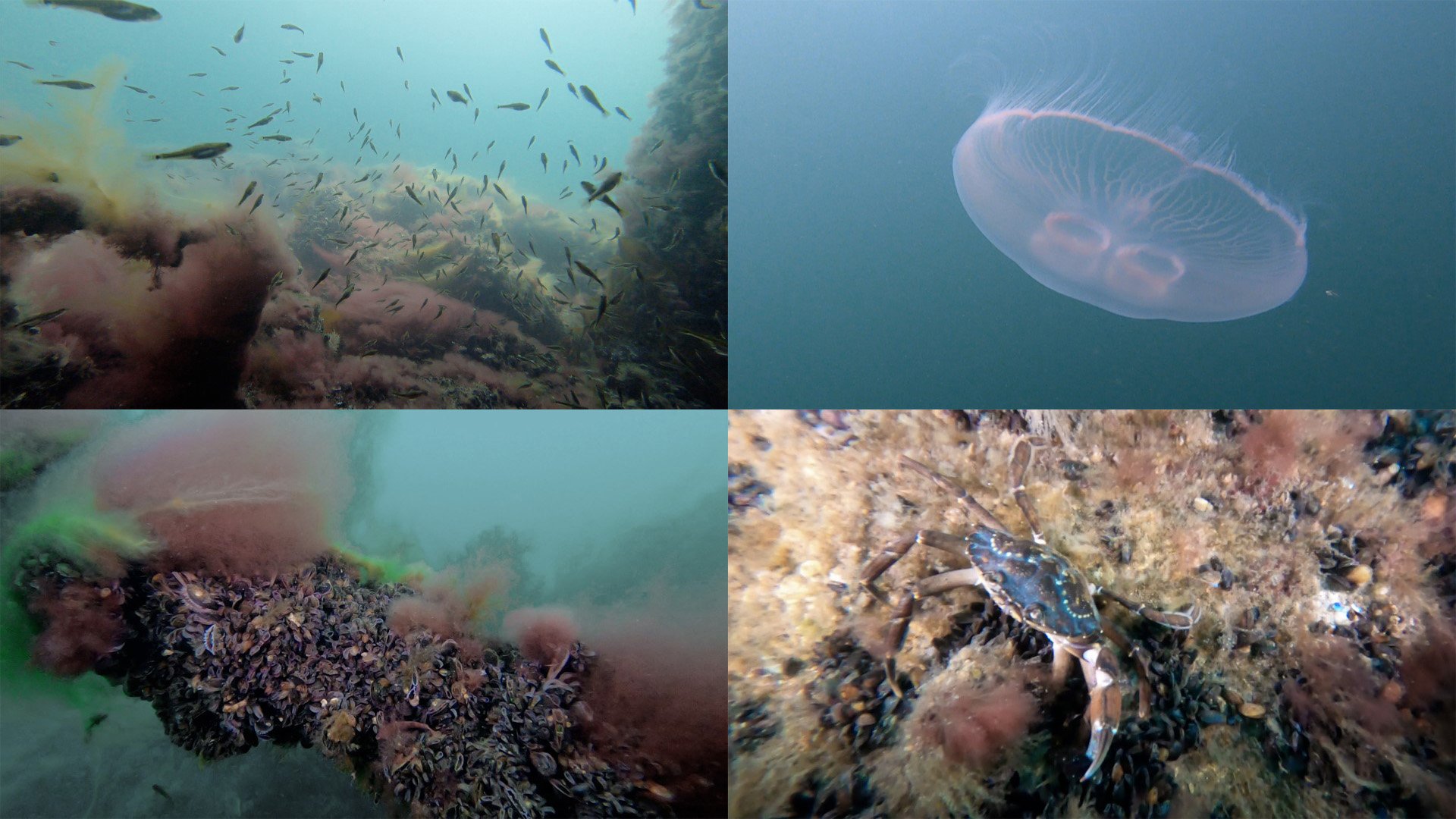 Collage av foton på marint liv vid vindkraftparken Lillgrund, bland annat en manet, en krabba och ett stim med småfisk.