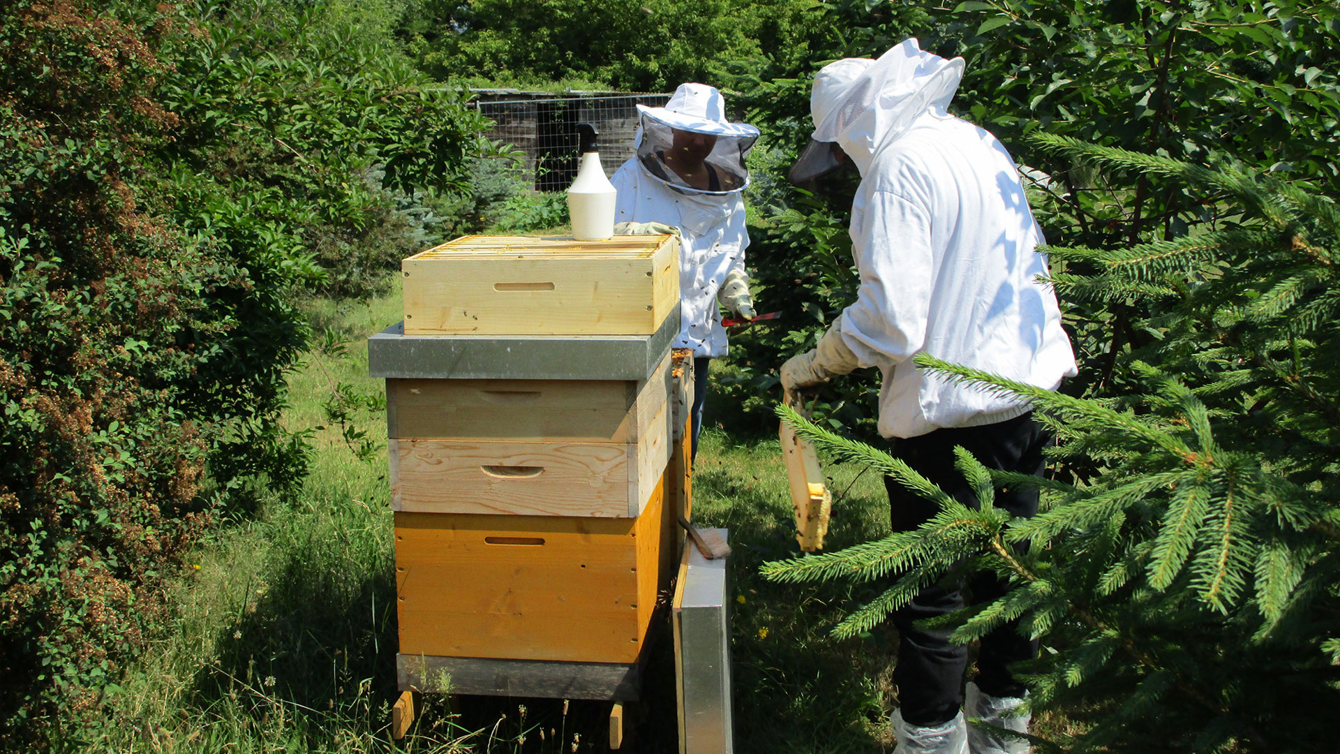 Beekeeping-16x9-2k.jpg