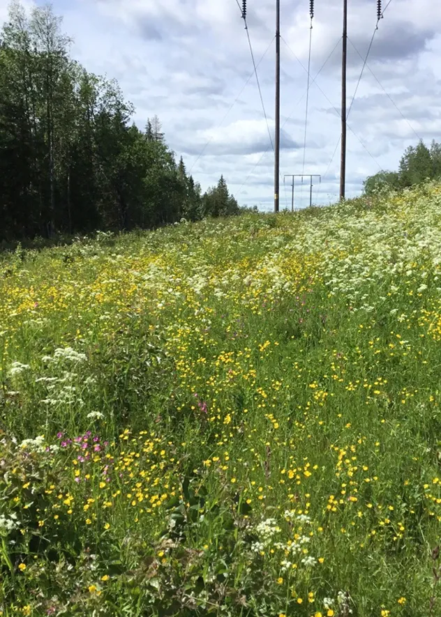 En äng full av blommande vilda blommor under några kraftledningar.