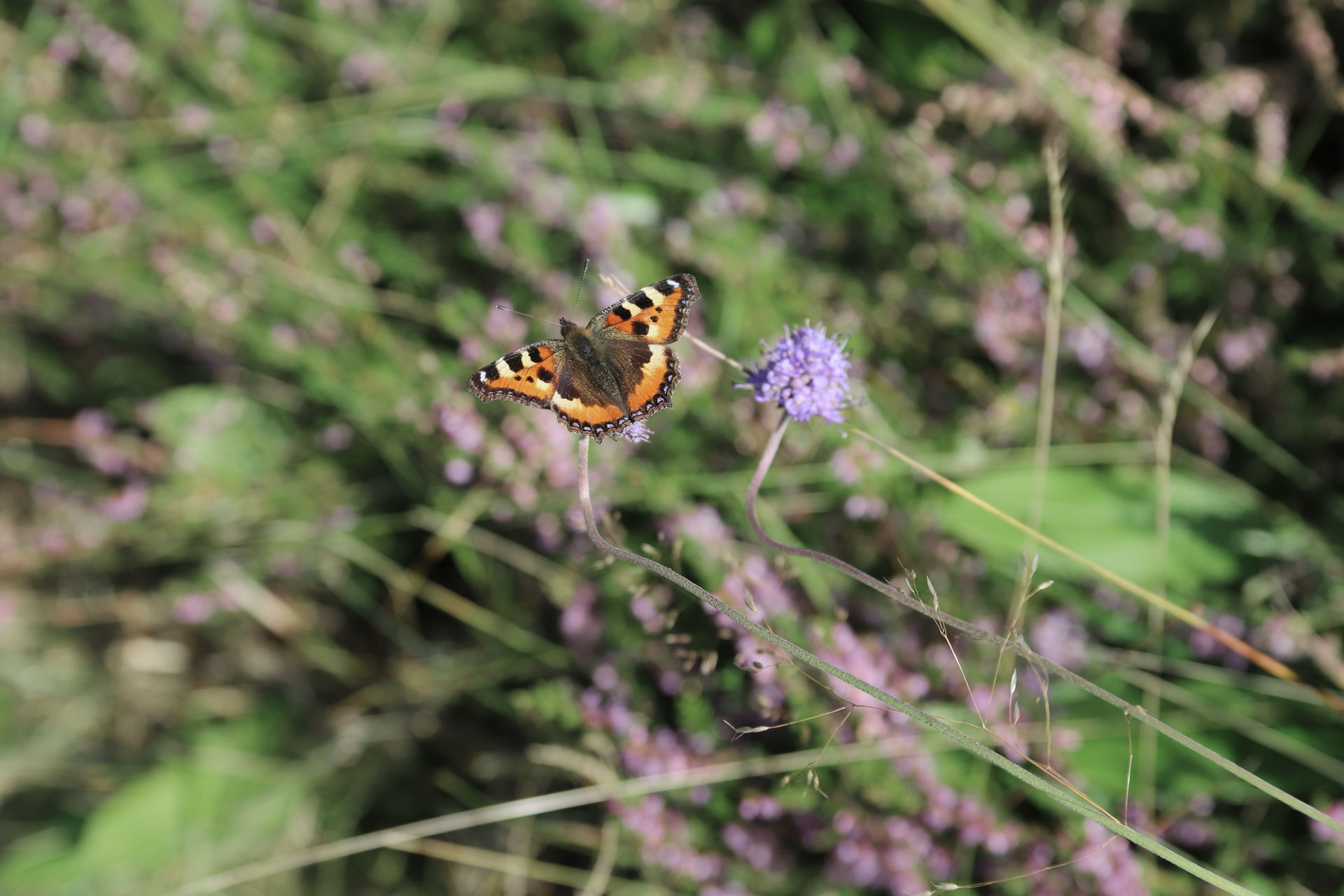 Peacock butterfly found during field studies of Vattenfall’s power line corridors. 