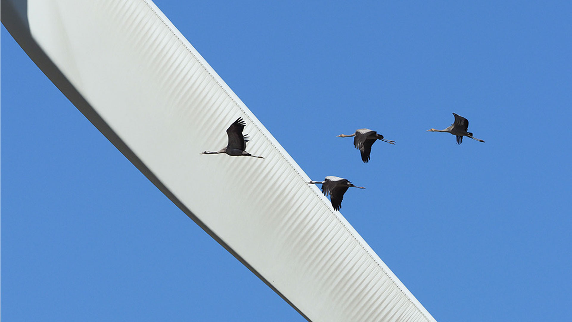 Tranefamilie flyver igennem Klim Vindmøllepark. Foto: Henrik Haaning Nielsen