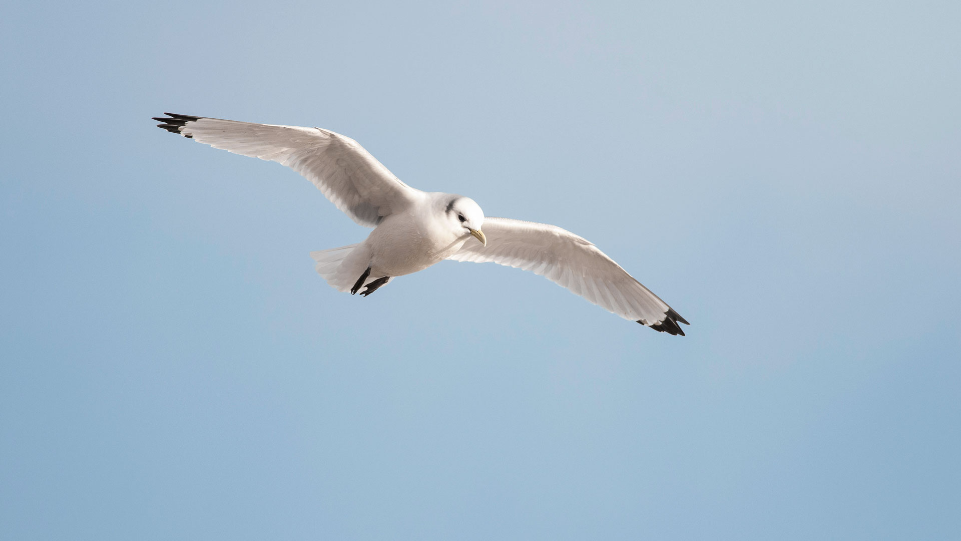 Seabird, black legged kittiwake Seabird, black legged kittiwake
