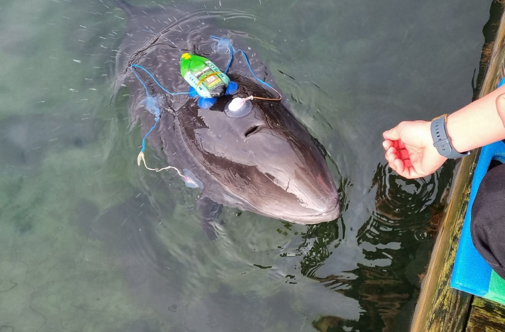 Schweinswal mit einem Ortungsgerät, der neben einem Steg an die Wasseroberfläche kommt, während sich eine Hand ihm nähert. Schweinswal mit einem Ortungsgerät, der neben einem Steg an die Wasseroberfläche kommt, während sich eine Hand ihm nähert.