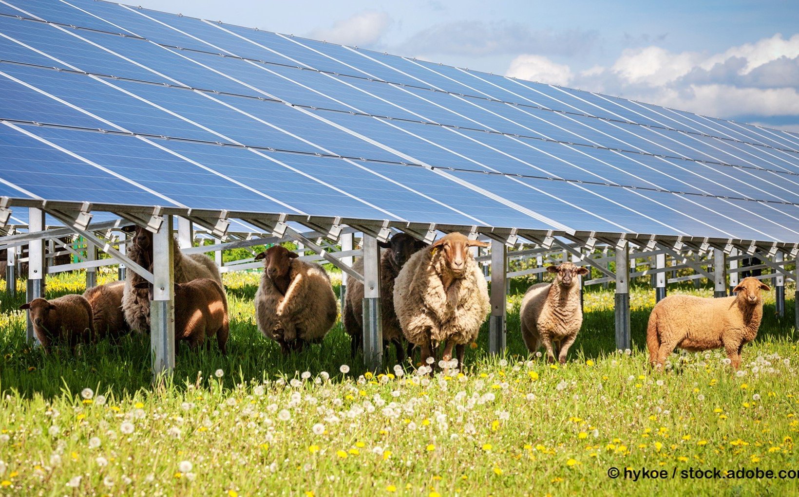 Solarpark mit Schafen