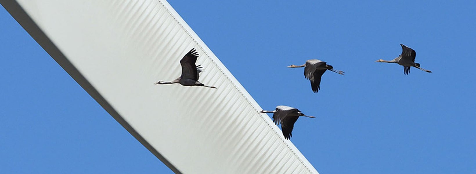 Zugvögel fliegen an Windrad vorbei