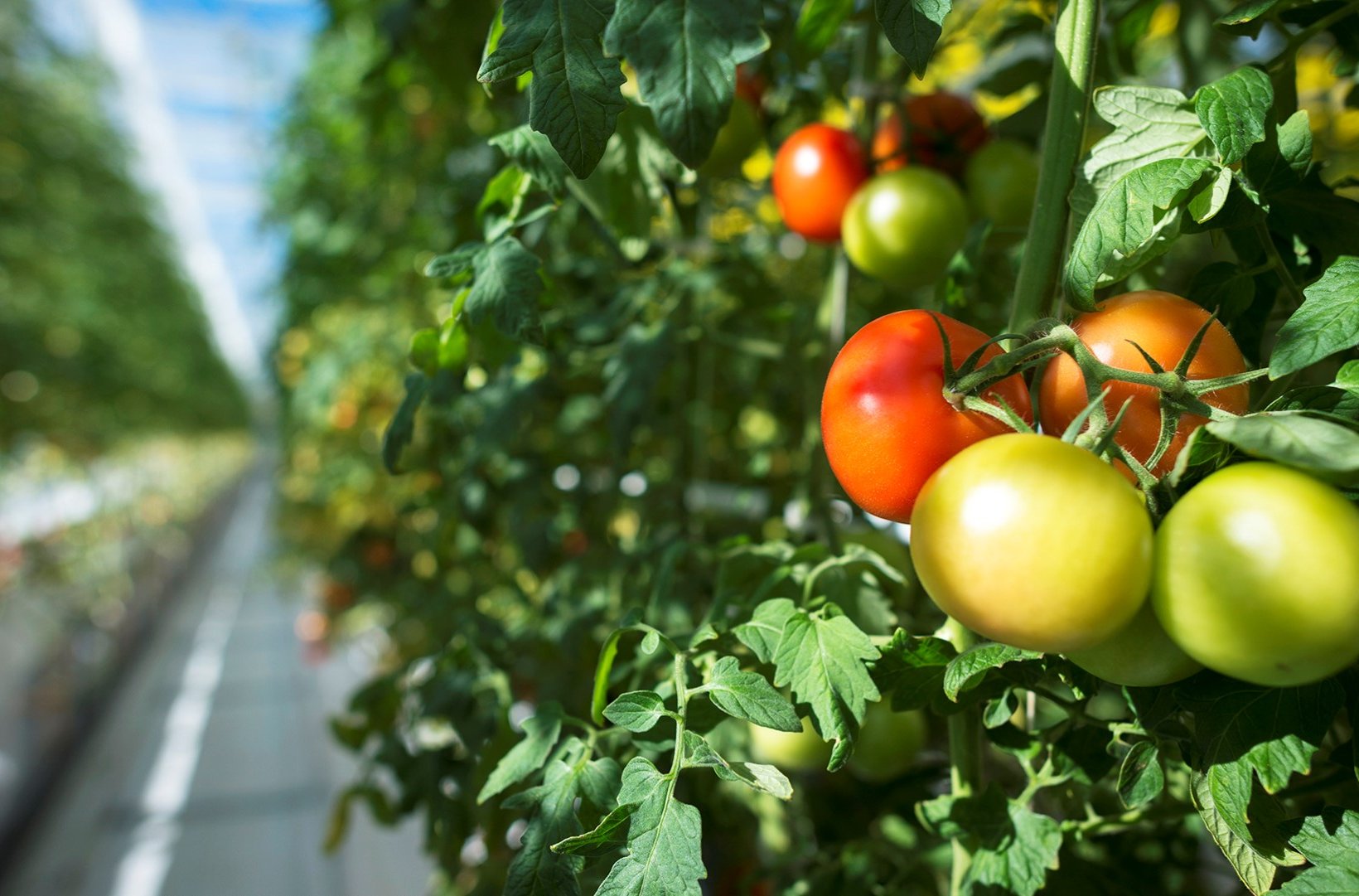 Tomatenzucht