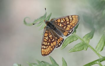 Schmetterling