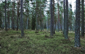 Baumgruppe im Wald