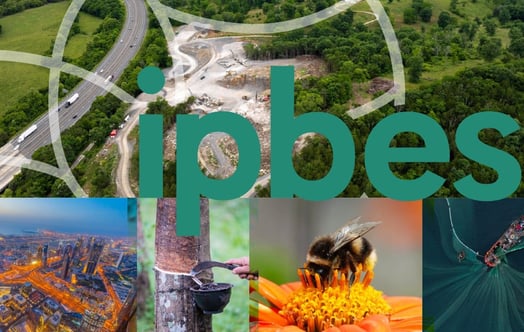 Collage illustrating biodiversity, including forests, infrastructure, cities, and pollinators, with the text “ipbes”.