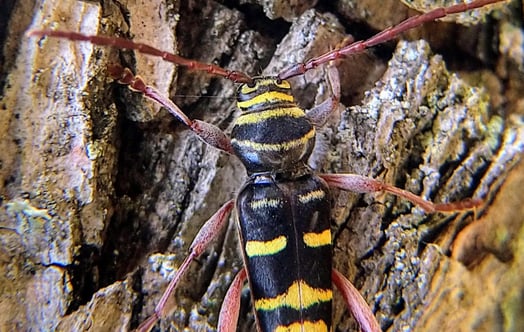 Nahaufnahme einer Wespe, die auf der Rinde eines Baumes sitzt. Foto: Richard Vestin.