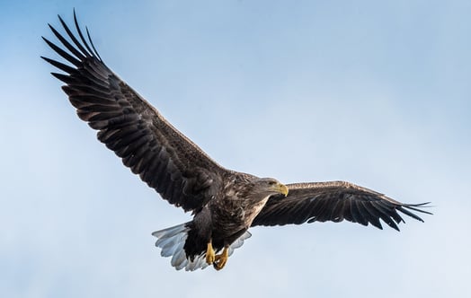 Seeadler