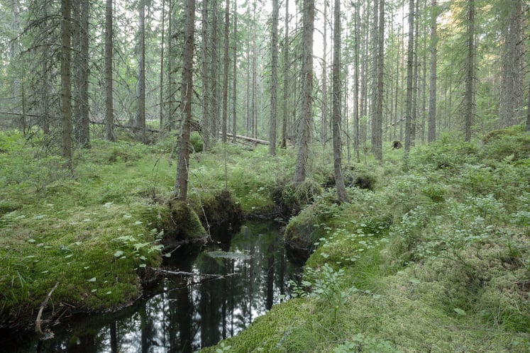 Waldbach zwischen Nadelbäumen.