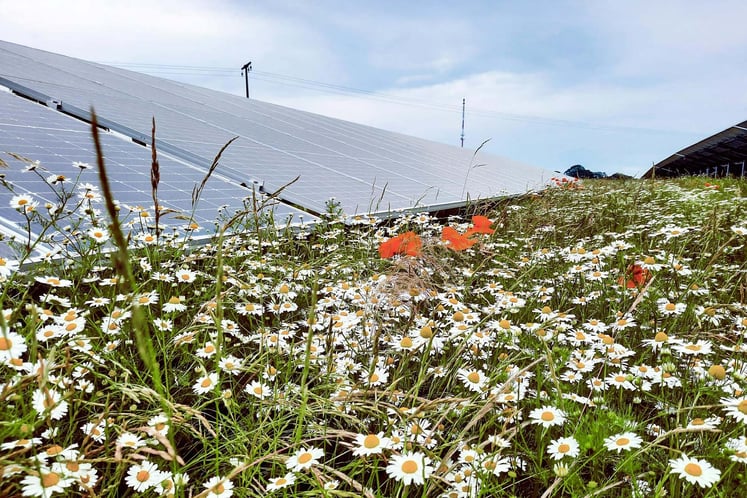 Sonnenkollektoren auf einem Feld mit Margeriten und Mohnblumen.