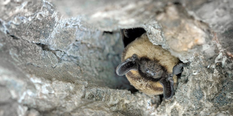 Eine kopfüber hängende Fledermaus in einer Höhle.