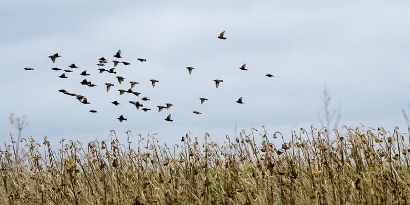 Ein Vogelschwarm über einem Feld