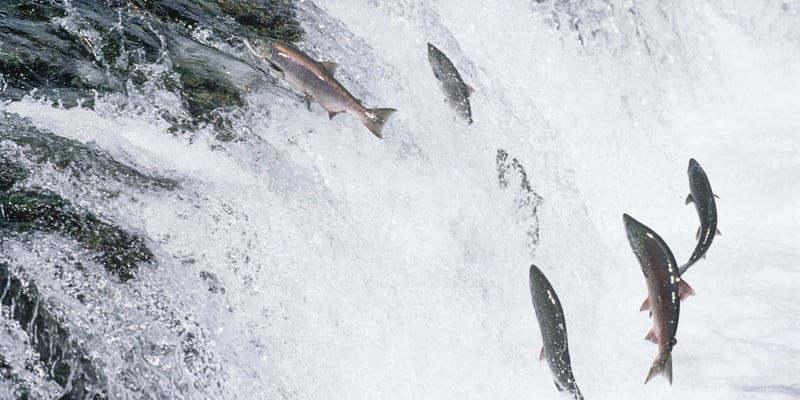 Springende Fische Springende Fische