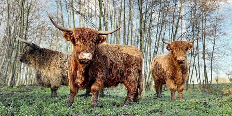 Drei Schottische Hochlandrinder auf einer Wiese mit Bäumen im Hintergrund. Foto: Dennis Haverkamp.