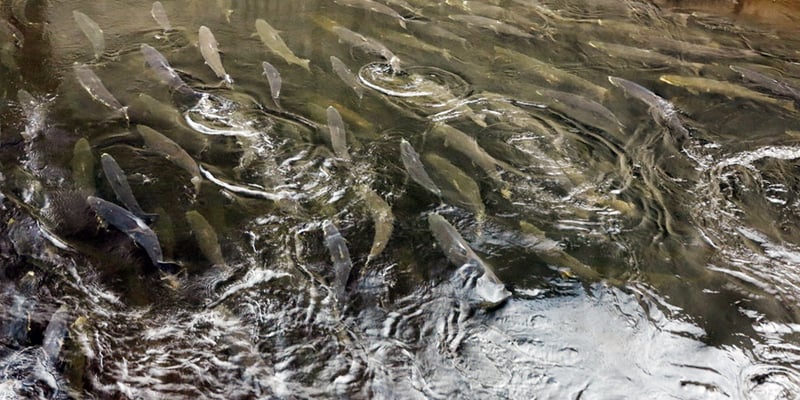 Fische in der Fischtreppe im Wasserkraftwerk Stornorrfors