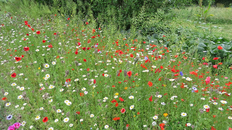 Wiesestück als Blühstreifen mit buten Blumen