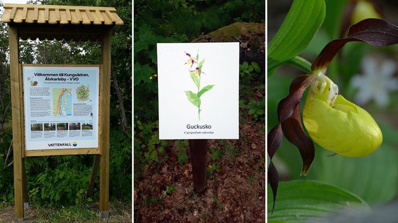 Erklärtafel im Wald