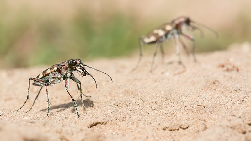 Sandläufer (Cicindela silvatica) 