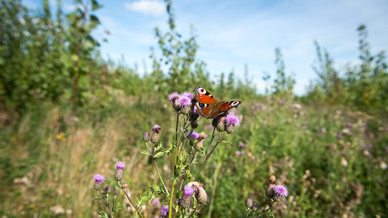 Wiesestück als Blühstreifen mit buten Blumen