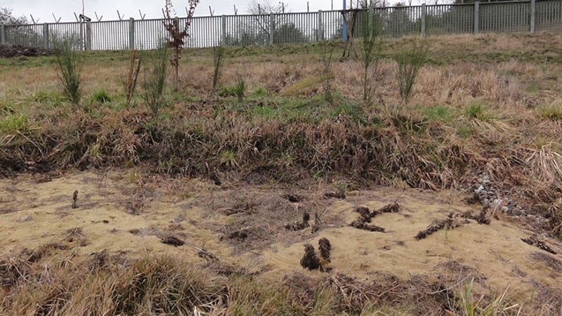 Sandhügel für Eidechsen