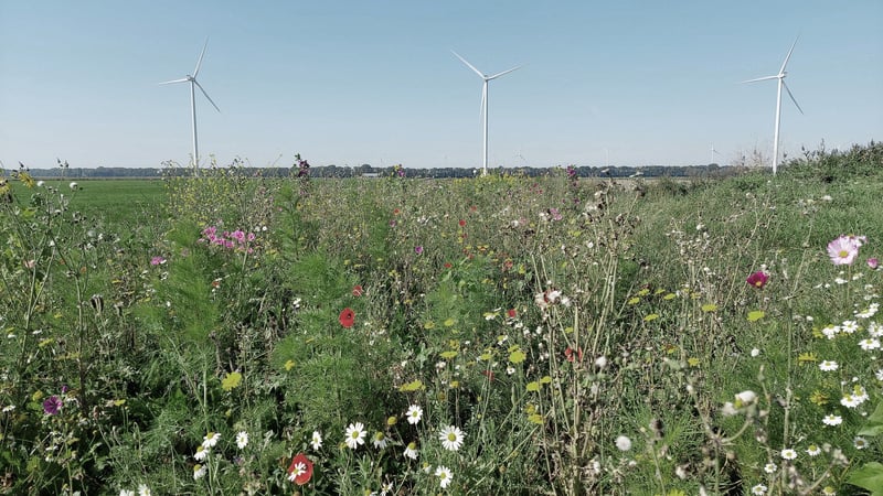 Drei Windkraftanlagen des Princess Ariane Windpark im Hintergrund einer Wildblumenwiese Drei Windkraftanlagen des Princess Ariane Windpark im Hintergrund einer Wildblumenwiese
