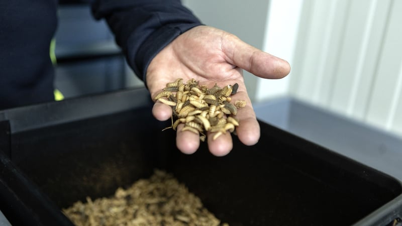 Fliegenlarven in der Hand