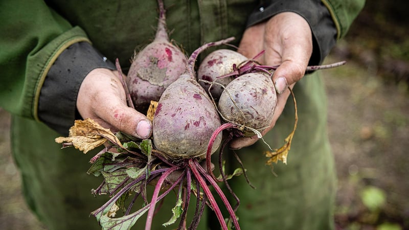 Rote Beete Knollen in den Händen Rote Beete Knollen in den Händen