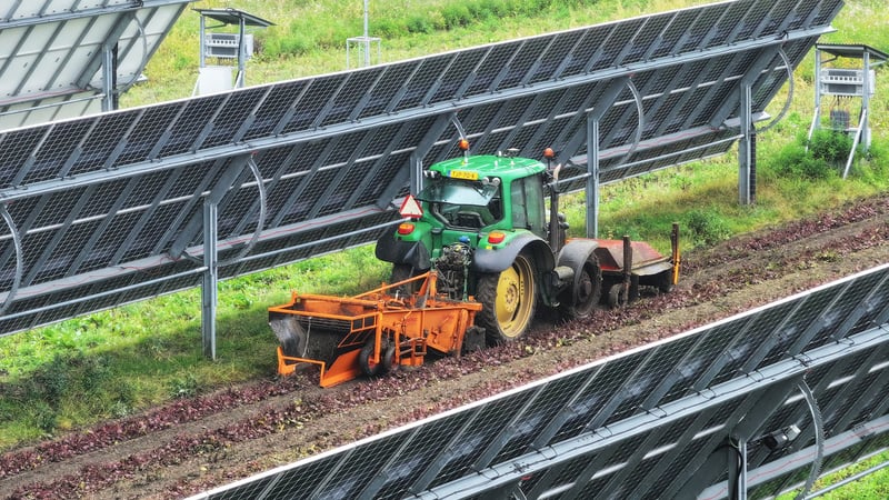 Roto Beete Ernte mit Trecker zwischen den aufrecht gestellten Modulen des niederländischen Solarparks Symbizon Roto Beete Ernte mit Trecker zwischen den aufrecht gestellten Modulen des niederländischen Solarparks Symbizon